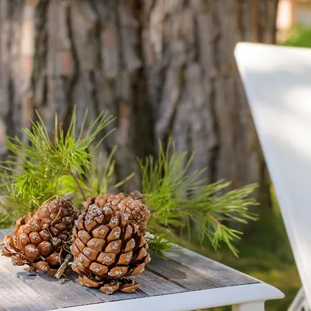 Les Pins De Santa Giulia * 포르토베쉬오